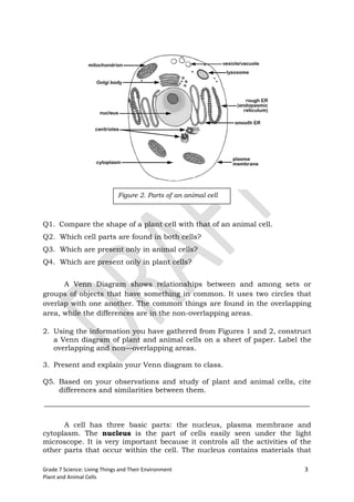 Figure 2. Parts of an animal cell



Q1. Compare the shape of a plant cell with that of an animal cell.
Q2. Which cell parts are found in both cells?
Q3. Which are present only in animal cells?
Q4. Which are present only in plant cells?


      A Venn Diagram shows relationships between and among sets or
groups of objects that have something in common. It uses two circles that
overlap with one another. The common things are found in the overlapping
area, while the differences are in the non-overlapping areas.

2. Using the information you have gathered from Figures 1 and 2, construct
   a Venn diagram of plant and animal cells on a sheet of paper. Label the
   overlapping and non—overlapping areas.

3. Present and explain your Venn diagram to class.

Q5. Based on your observations and study of plant and animal cells, cite
    differences and similarities between them.



      A cell has three basic parts: the nucleus, plasma membrane and
cytoplasm. The nucleus is the part of cells easily seen under the light
microscope. It is very important because it controls all the activities of the
other parts that occur within the cell. The nucleus contains materials that

Grade 7 Science: Living Things and Their Environment                        3
Plant and Animal Cells
 