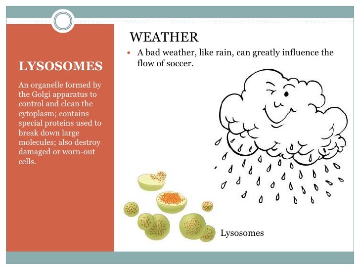  Golgi Apparatus Example What Is A Life Example Of A Golgi Body 2019