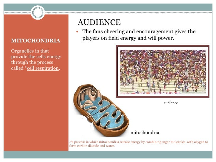 mitochondria analogy