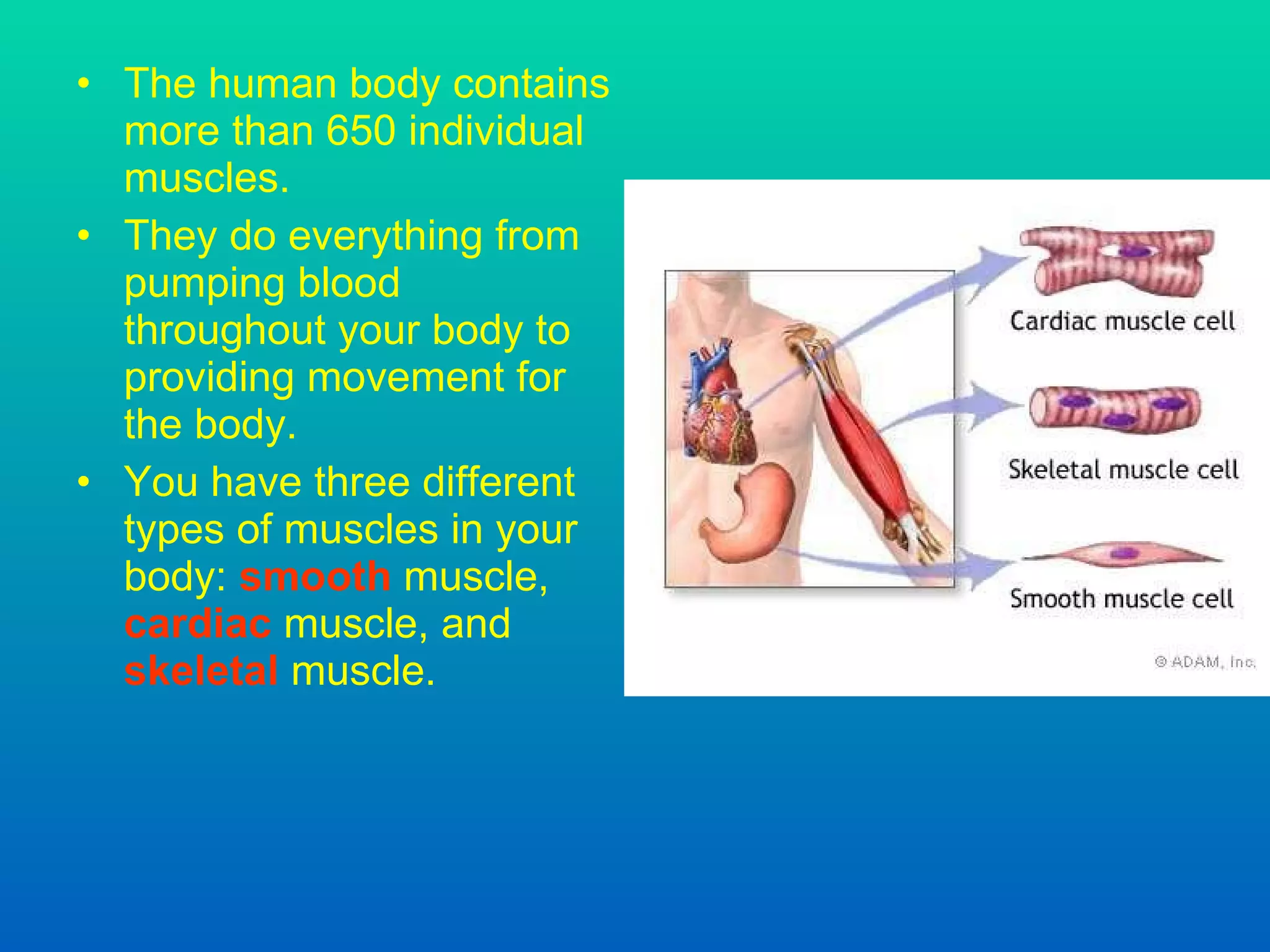 The human body contains more than 650 individual muscles . They do everything from pumping blood throughout your body to provid ing  movement for the body. You have three different types of muscles in your body:  smooth  muscle,  cardiac  muscle, and  skeletal   muscle .   