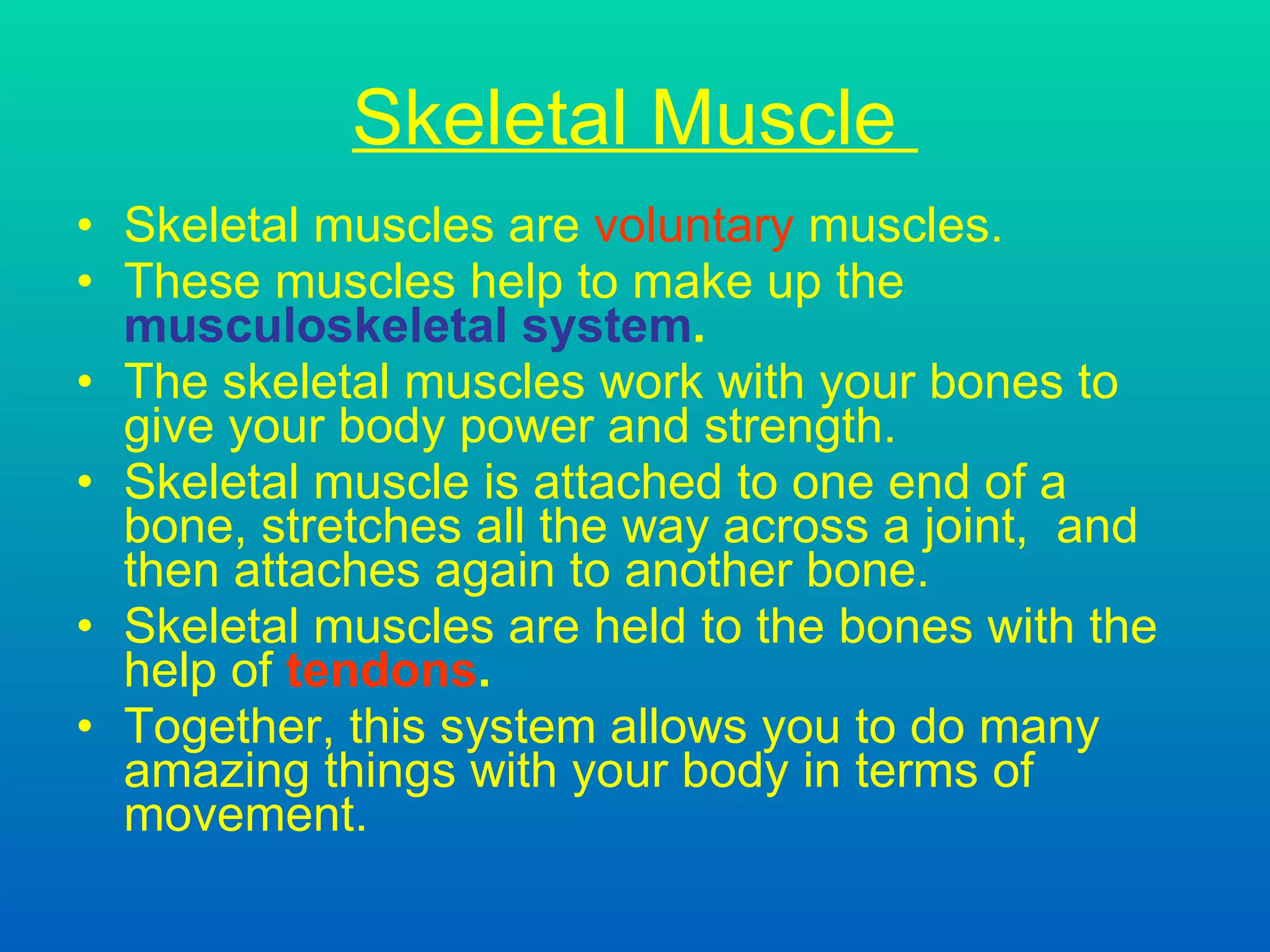 Skeletal Muscle  Skeletal muscles are  voluntary  muscles . These muscles help to make up the  musculoskeletal   system . T he skeletal muscles work with your bones to give your body power and strength.   S keletal muscle is attached to one end of a bone ,  stretches all the way across a joint ,   and then attaches again to another bone . Skeletal muscles are held to the bones with the help of  tendons . Together, this system allows you to do many amazing things with your body in terms of movement.   