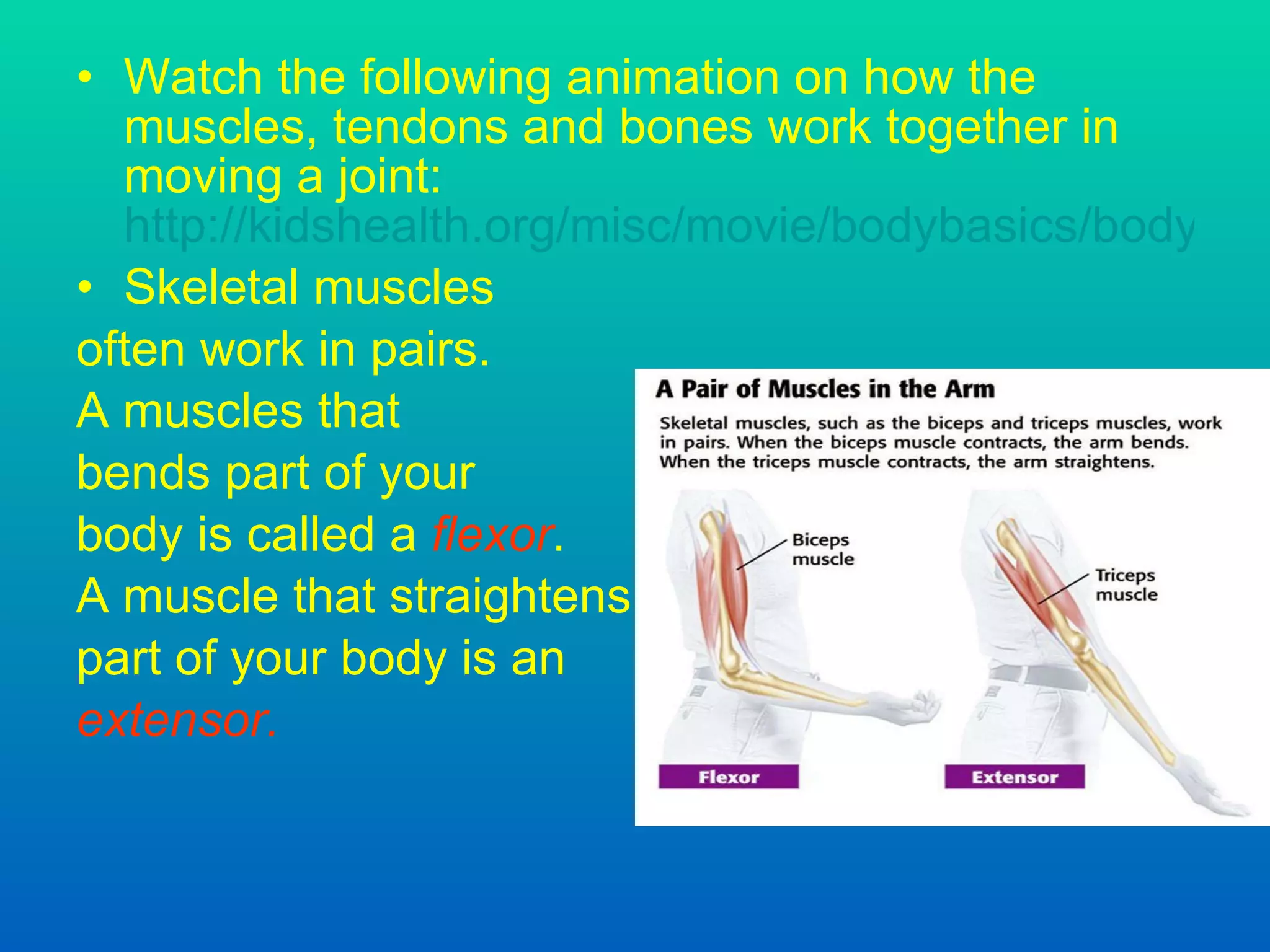 Watch the following animation on how the muscles, tendons and bones work together in moving a joint:  http://kidshealth.org/misc/movie/bodybasics/bodybasics_knee.html Skeletal muscles often work in pairs. A muscles that  bends part of your  body is called a  flexor . A muscle that straightens part of your body is an extensor . 