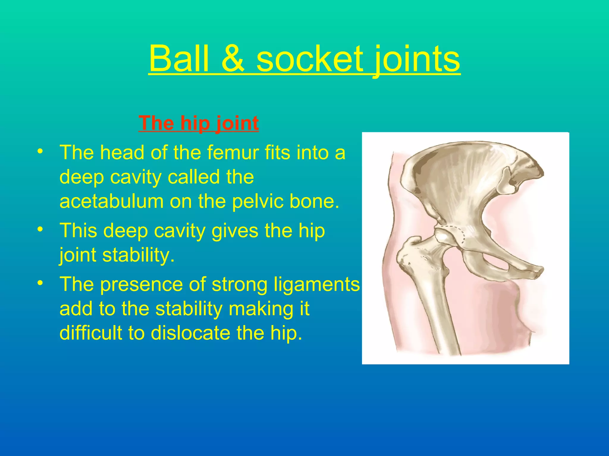 Ball & socket joints The hip joint The head of the femur fits into a deep cavity called the acetabulum on the pelvic bone. This deep cavity gives the hip joint stability.  The presence of strong ligaments add to the stability making it difficult to dislocate the hip.  