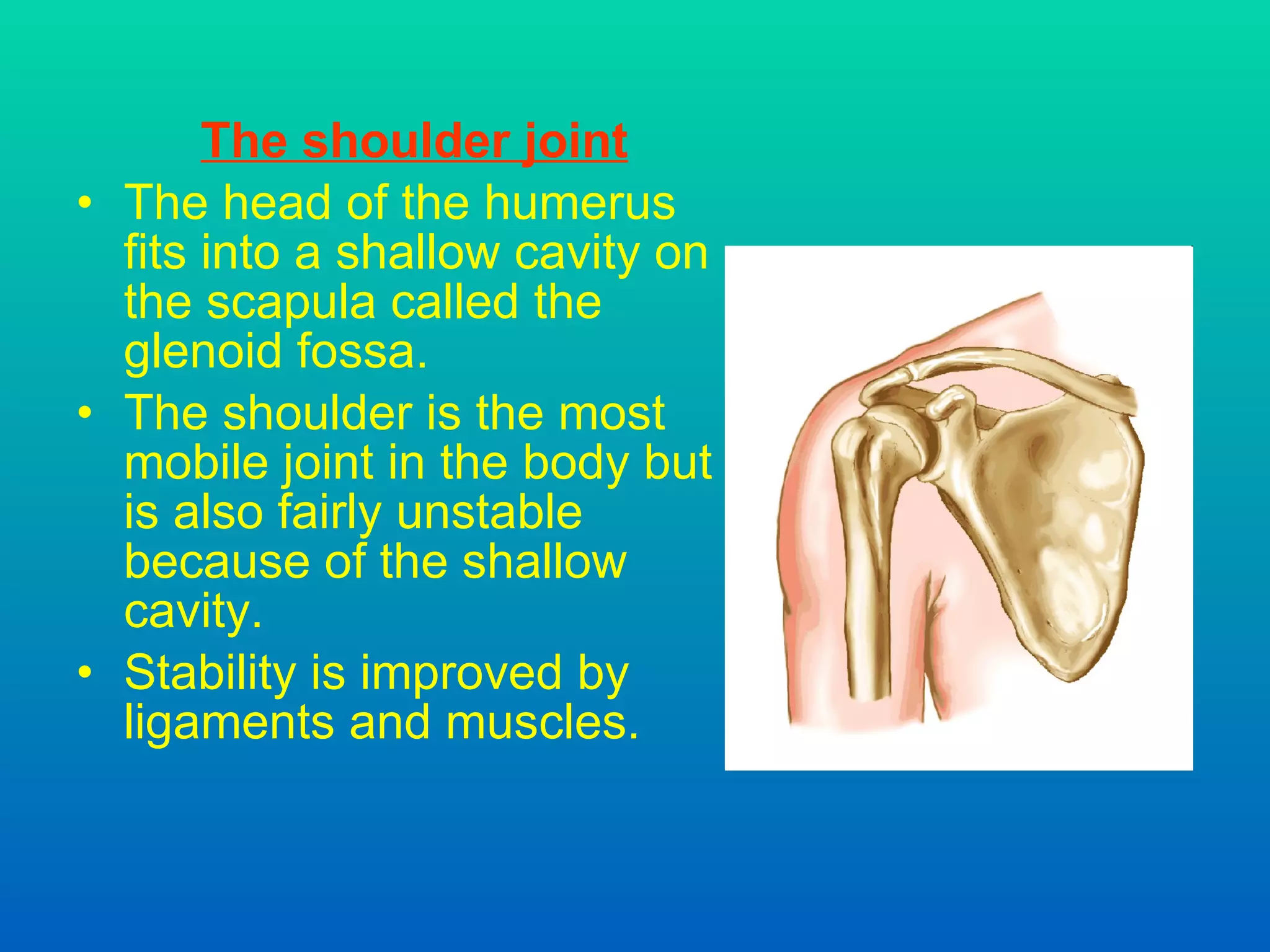 The shoulder joint The head of the humerus fits into a shallow cavity on the scapula called the glenoid fossa. The shoulder is the most mobile joint in the body but is also fairly unstable because of the shallow cavity. Stability is improved by ligaments and muscles. 