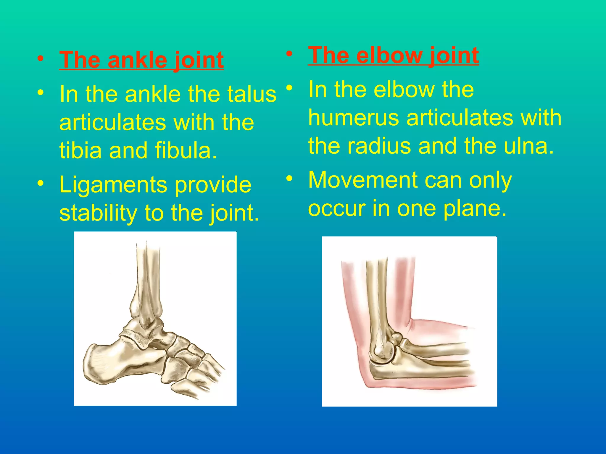 The ankle joint In the ankle the talus articulates with the tibia and fibula. Ligaments provide stability to the joint. The elbow joint In the elbow the humerus articulates with the radius and the ulna. Movement can only occur in one plane. 