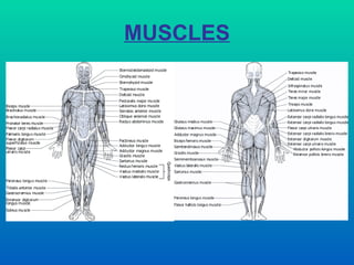 MUSCLES 