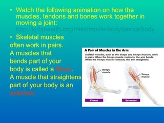 Watch the following animation on how the muscles, tendons and bones work together in moving a joint:  http://kidshealth.org/misc/movie/bodybasics/bodybasics_knee.html Skeletal muscles often work in pairs. A muscles that  bends part of your  body is called a  flexor . A muscle that straightens part of your body is an extensor . 