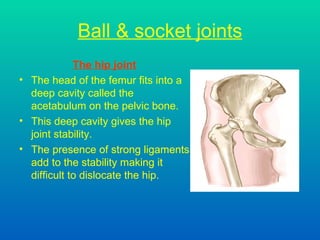 Ball & socket joints The hip joint The head of the femur fits into a deep cavity called the acetabulum on the pelvic bone. This deep cavity gives the hip joint stability.  The presence of strong ligaments add to the stability making it difficult to dislocate the hip.  