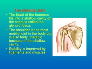 The shoulder joint The head of the humerus fits into a shallow cavity on the scapula called the glenoid fossa. The shoulder is the most mobile joint in the body but is also fairly unstable because of the shallow cavity. Stability is improved by ligaments and muscles. 