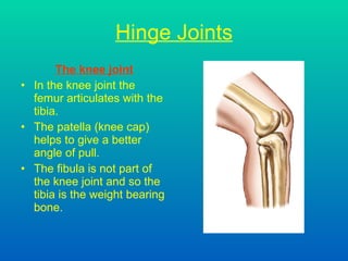 Hinge Joints The knee joint In the knee joint the femur articulates with the tibia. The patella (knee cap) helps to give a better angle of pull. The fibula is not part of the knee joint and so the tibia is the weight bearing bone. 