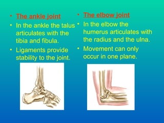 The ankle joint In the ankle the talus articulates with the tibia and fibula. Ligaments provide stability to the joint. The elbow joint In the elbow the humerus articulates with the radius and the ulna. Movement can only occur in one plane. 