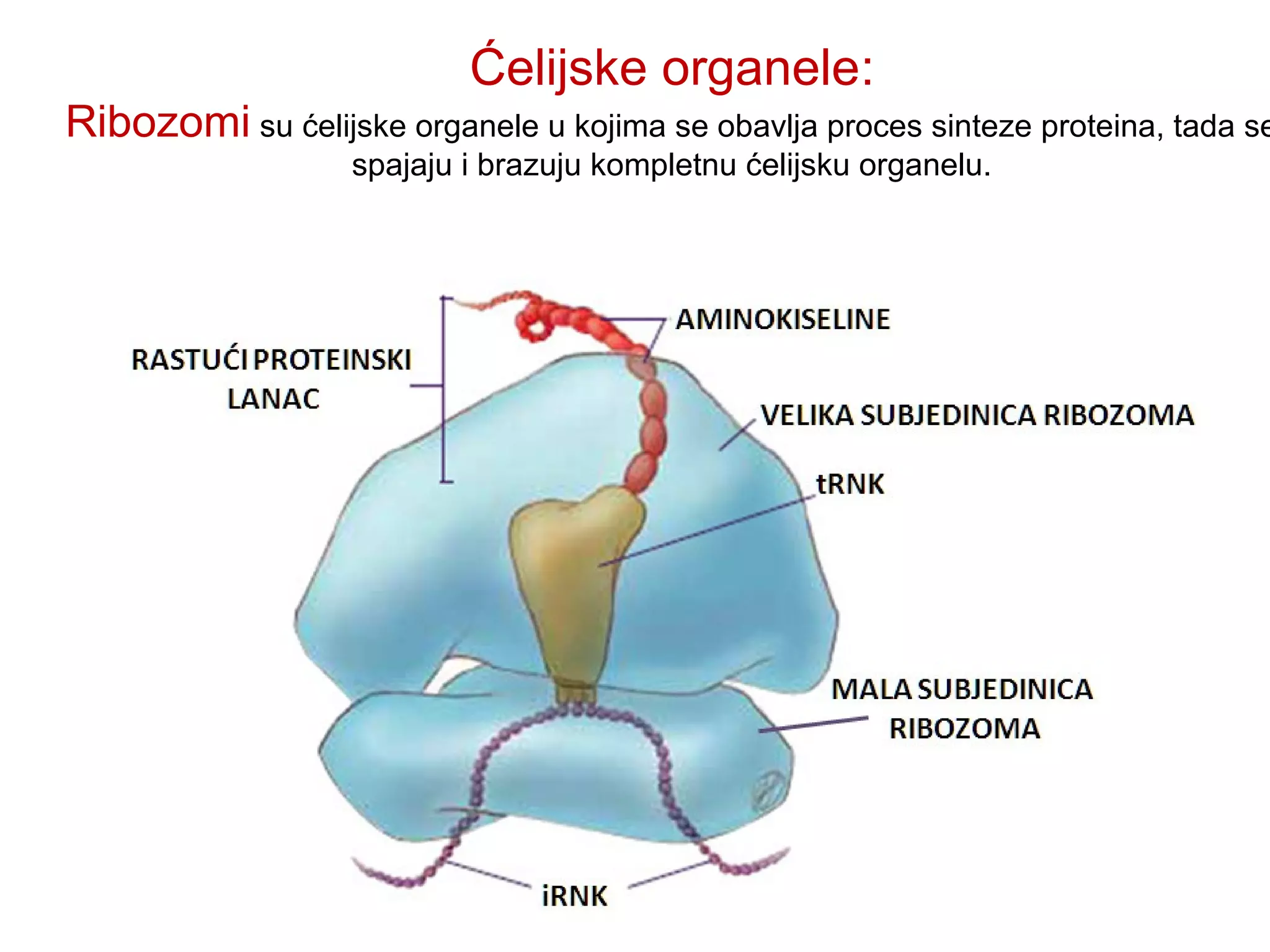 Građa ćelije | PPT