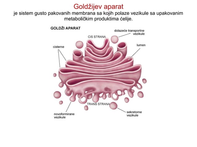 Građa ćelije | PPT | Free Download