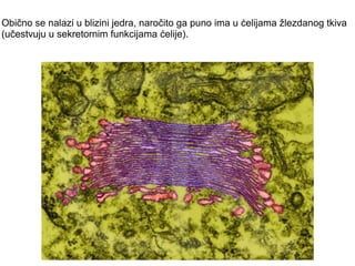 Obično se nalazi u blizini jedra, naročito ga puno ima u ćelijama žlezdanog tkiva 
(učestvuju u sekretornim funkcijama ćelije). 
 