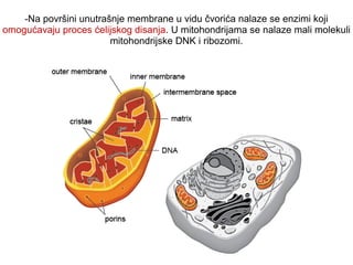 -Na površini unutrašnje membrane u vidu čvorića nalaze se enzimi koji 
omogućavaju proces ćelijskog disanja. U mitohondrijama se nalaze mali molekuli 
mitohondrijske DNK i ribozomi. 
 