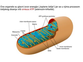 Ove organele su glavni izvor energije („toplane ćelije“) jer se u njima procesom 
ćelijskog disanja vrši sinteza ATP (adenozin-trifosfat). 
 