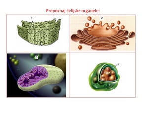 Prepoznaj ćelijske organele: 
 