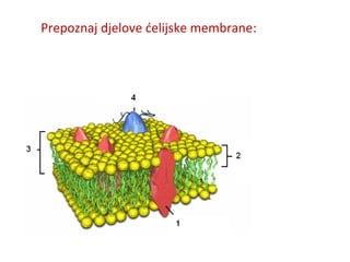 Prepoznaj djelove ćelijske membrane: 
 