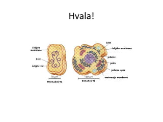 Hvala! 
 