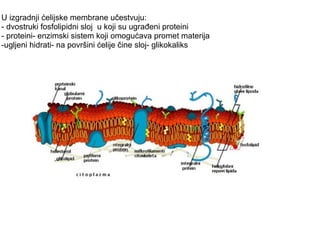 U izgradnji ćelijske membrane učestvuju: 
- dvostruki fosfolipidni sloj u koji su ugrađeni proteini 
- proteini- enzimski sistem koji omogućava promet materija 
-ugljeni hidrati- na površini ćelije čine sloj- glikokaliks 
 