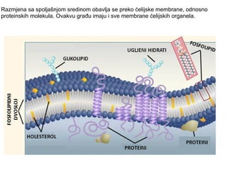 Razmjena sa spoljašnjom sredinom obavlja se preko ćelijske membrane, odnosno 
proteinskih molekula. Ovakvu građu imaju i sve membrane ćelijskih organela. 
 