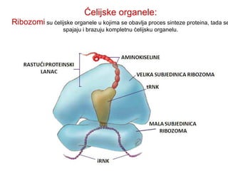 Ćelijske organele: 
Ribozomi su ćelijske organele u kojima se obavlja proces sinteze proteina, tada se 
spajaju i brazuju kompletnu ćelijsku organelu. 
 