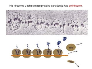 Niz ribozoma u toku sinteze proteina označen je kao poliribozom. 
 