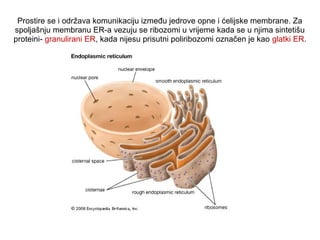 Prostire se i održava komunikaciju između jedrove opne i ćelijske membrane. Za 
spoljašnju membranu ER-a vezuju se ribozomi u vrijeme kada se u njima sintetišu 
proteini- granulirani ER, kada nijesu prisutni poliribozomi označen je kao glatki ER. 
 