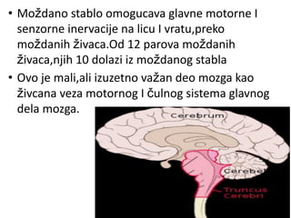 • Moždano stablo omogucava glavne motorne I
senzorne inervacije na licu I vratu,preko
moždanih živaca.Od 12 parova moždanih
živaca,njih 10 dolazi iz moždanog stabla
• Ovo je mali,ali izuzetno važan deo mozga kao
živcana veza motornog I čulnog sistema glavnog
dela mozga.
 