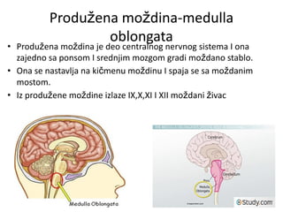 Produžena moždina-medulla
oblongata
• Produžena moždina je deo centralnog nervnog sistema I ona
zajedno sa ponsom I srednjim mozgom gradi moždano stablo.
• Ona se nastavlja na kičmenu moždinu I spaja se sa moždanim
mostom.
• Iz produžene moždine izlaze IX,X,XI I XII moždani živac
 