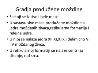 Gradja produžene moždine
• Sastoji se iz sive I bele mase.
• U sastavu sive mase produžene moždine su
jedra moždanih zivaca,retikularna formacija I
relejna jedra.
• U njoj se nalaze jedra XII,XI,X,IX i delimicno VII
I V moždanog živca.
• U retikularnoj formaciji se nalaze centri za
disanje, rad srca.
 