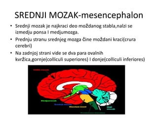 SREDNJI MOZAK-mesencephalon
• Srednji mozak je najkraci deo moždanog stabla,nalzi se
izmedju ponsa I medjumozga.
• Prednju stranu srednjeg mozga čine moždani kraci(crura
cerebri)
• Na zadnjoj strani vide se dva para ovalnih
kvržica,gornje(colliculi superiores) I donje(colliculi inferiores)
 