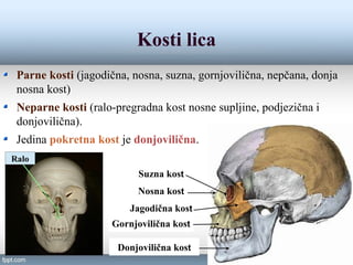 Građa skeleta | PPT