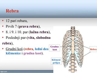 Građa skeleta | PPT