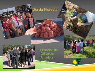 4 Escolas de:
-Odivelas;
-Amadora;
-Sintra;
Dia da Floresta
 
