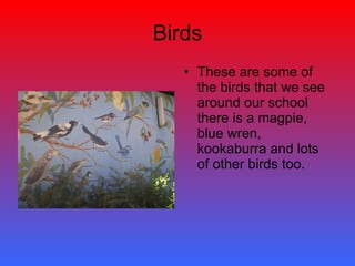 Birds These are some of the birds that we see around our school there is a magpie, blue wren, kookaburra and lots of other birds too. 