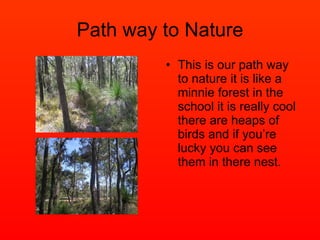 Path way to Nature This is our path way to nature it is like a minnie forest in the school it is really cool there are heaps of birds and if you’re lucky you can see them in there nest. 