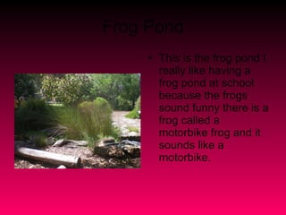 Frog Pond This is the frog pond I really like having a frog pond at school because the frogs sound funny there is a frog called a motorbike frog and it sounds like a motorbike. 