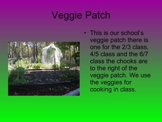 Veggie Patch This is our school’s veggie patch there is one for the 2/3 class, 4/5 class and the 6/7 class the chooks are to the right of the veggie patch. We use the veggies for cooking in class. 