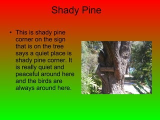 Shady Pine This is shady pine corner on the sign that is on the tree says a quiet place is shady pine corner. It is really quiet and peaceful around here and the birds are always around here. 
