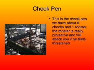Chook Pen This is the chook pen we have about 6 chooks and 1 rooster the rooster is really protective and will attack you if he feels threatened. 