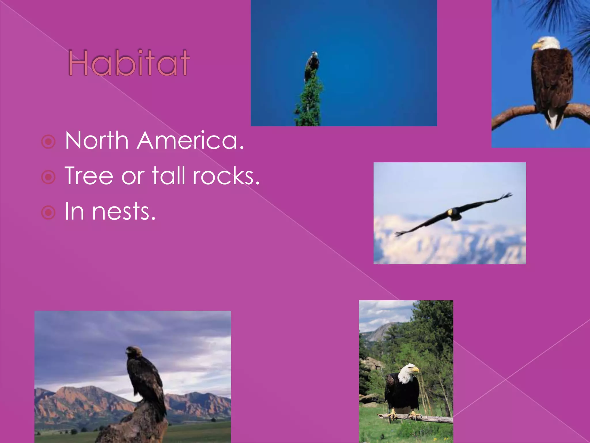 HabitatNorth America.Tree or tall rocks.In nests.