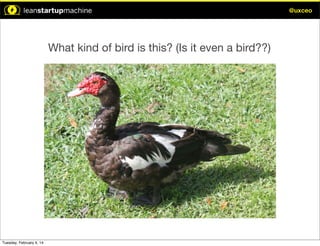 @uxceo

What kind of bird is this? (Is it even a bird??)

Tuesday, February 4, 14

 
