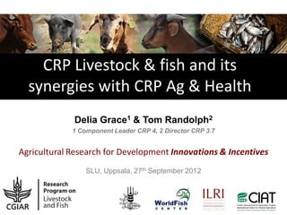 CRP Livestock & fish and its
  synergies with CRP Ag & Health
             Delia Grace1 & Tom Randolph2
             1 Component Leader CRP 4, 2 Director CRP 3.7


Agricultural Research for Development Innovations & Incentives
                 SLU, Uppsala, 27th September 2012
 