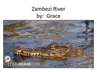 Zambezi River
  by: Grace
 