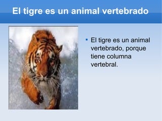 El tigre es un animal vertebrado ,[object Object]