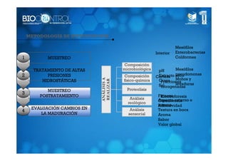 METODOLOGÍA DE INVESTIGACIÓN

                                              Mesófilos
                                   Interior   Enterobacterias
1          MUESTREO                           Coliformes


      TRATAMIENTO DE ALTAS          pH       Mesófilos
2          PRESIONES                Extracto pseudomonas
                                   Corteza seco
         HIDROSTÁTICAS              Grasa Mohos y
                                     Fracciones
                                    Sal      levaduras
                                     nitrogenadas
           MUESTREO
3
        POSTRATAMIENTO              Firmeza
                                      Electroforesis
                                    Aspecto externo e
                                    Consistencia
                                    interno
                                    Adhesividad
     EVALUACIÓN CAMBIOS EN          Textura en boca
4
        LA MADURACIÓN               Aroma
                                    Sabor
                                    Valor global
 