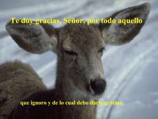 Te doy gracias, Señor, por todo aquello




  que ignoro y de lo cual debo darte gracias.
 