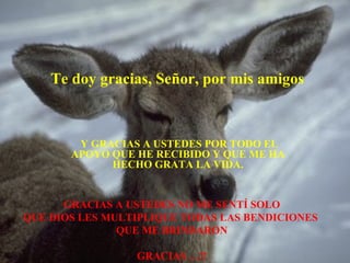 Te doy gracias, Señor, por mis amigos  Y GRACIAS A USTEDES POR TODO EL APOYO QUE HE RECIBIDO Y QUE ME HA HECHO GRATA LA VIDA. GRACIAS A USTEDES NO ME SENTÍ SOLO QUE DIOS LES MULTIPLIQUE TODAS LAS BENDICIONES  QUE ME BRINDARON GRACIAS …!! 