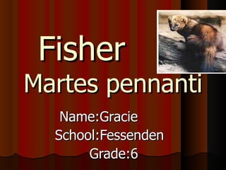 Fisher   Martes pennanti Name:Gracie  School:Fessenden  Grade:6 